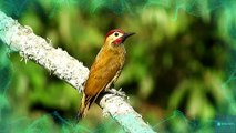 the most colorful birds on Earth | Stunning Nature | Birds Sounds | Learn Names of Birds