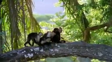 Vahşi maymunlar kendilerine ilaç yapıp parti veriyor