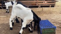So so beautiful and cutest goats breed kids | goat Farming Goat business