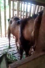 Beautiful goat breed Available | best of the day | animals