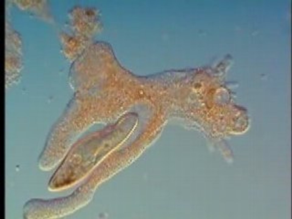 Phagocytose