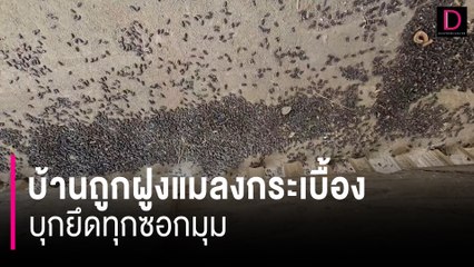 2 แม่ลูกร่ำไห้วอนช่วยด้วย บ้านถูกฝูงแมลงกระเบื้องบุกยึดบ้านทุกซอกมุม | HOTSHOT เดลินิวส์ 26/05/67