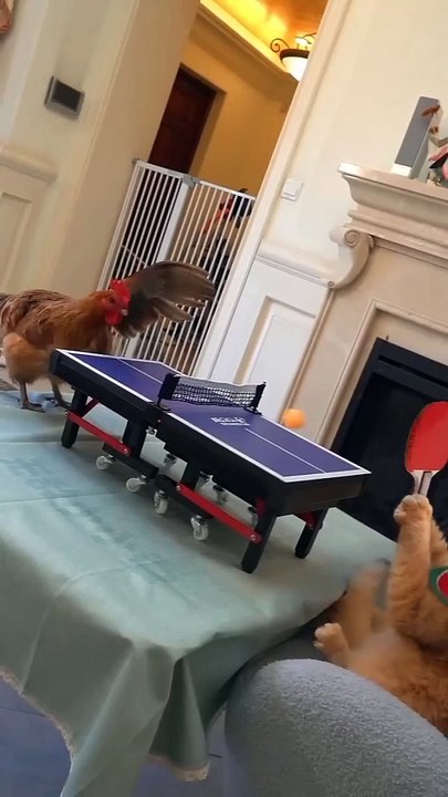 cat &hen Macth