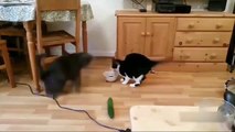 A collection of video that Cats  are afraid of cucumber ....Follow -@cat_funny_videos #cat #cats #catlovers #kitty #kitten #cat_funny_videos #cutecat #lovecatsforever