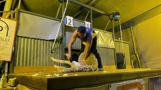 Imran Sullivan winning Thargomindah's Shearers Shindig | May 2024 |Queensland Country Life