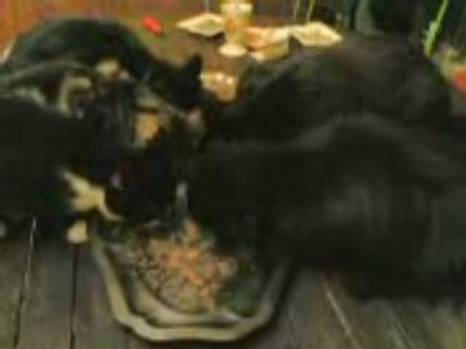 le repas