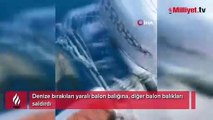 Denize bırakılan yaralı balon balığına, diğer balon balıkları saldırdı