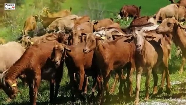 Seerat Hazrat Bilal Habshee RA ka Waqia Bilal ki Azan Hazrat Bilal RA Life Story