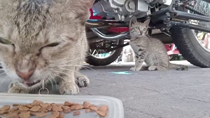 Mom will Defend THIS to the end                 cat videos meow purr cat sound