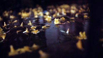 3999400-hd_1920_1080_24fps