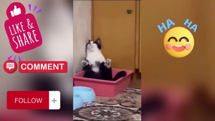 Very Funny Animals part 7 !!!!  Dont miss it