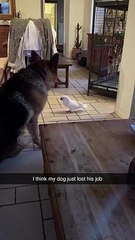 It's done between the Animals and the birds. Everyone is Losing job.