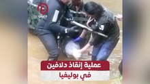 عملية إنقاذ دلافين في بوليفيا