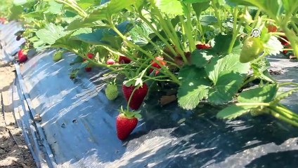 Samsun'da Organik Çilek Bahçesinde Müşteriler Kendi Ürünlerini Topluyor