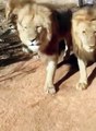 Lion #safari #wildlife#animals shorts feed.