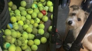 Cheeky dog hoarder amassed 100-strong tennis ball haul