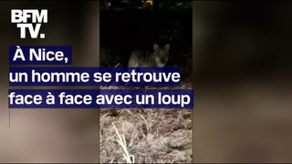 À Nice, un homme se retrouve face à face avec un loup