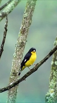 Colorful Birds in 4K - Planet Earth 4K | Beautiful Bird Sounds Nature Relaxation 4K