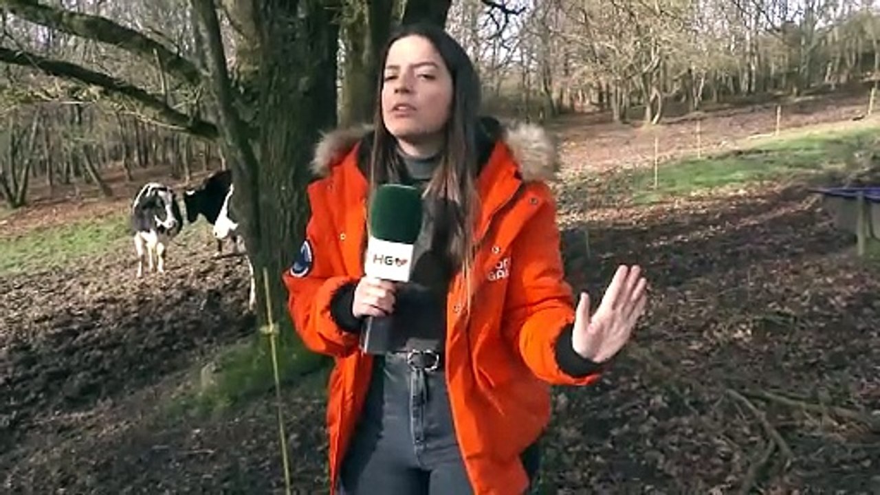 HORA_DO_TESOURO_MANTA_DE_LEITE