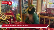 Mağara kafenin papağanları 