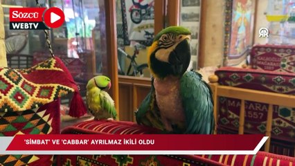 Mağara kafenin papağanları "Simbat" ve "Cabbar" ayrılmaz ikili oldu