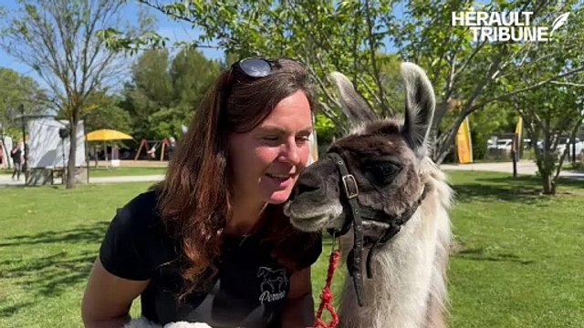Rencontre avec Élios le lama et Perrine-Mayoa Jesel, créatrice Élevage de Chance