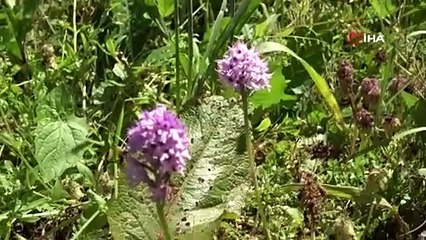 Fındığa ve çaya alternatif oldu Kilosu bin 500 TL'den satılıyor