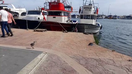 Bebek martının Sinop gezintisi mutlu sonla bitti