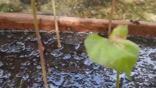 Mon Potager : Je plante mes patates douces ! #DailySeMetAuVert  (Exclusivité Dailymotion)