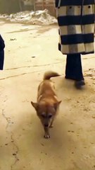 Une Chien dance incroyable vidéo tendance