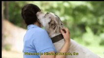 Hilarious Hounds: Laugh Out Loud at Silly Dog Antics!