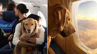 Bark Air: Dogs के लिए America में शुरू हुई Special Flight, जानें कितना है किराया । FilmiBeat
