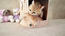Mom Cat playing and talking to her Cute Meowing baby Kittens