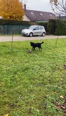 SISSI Des Mille Pas De loup et le Canard