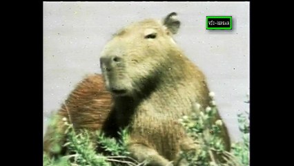 Charles Darwin: el Capellán del Diablo - Documental (1991) - Español Latino