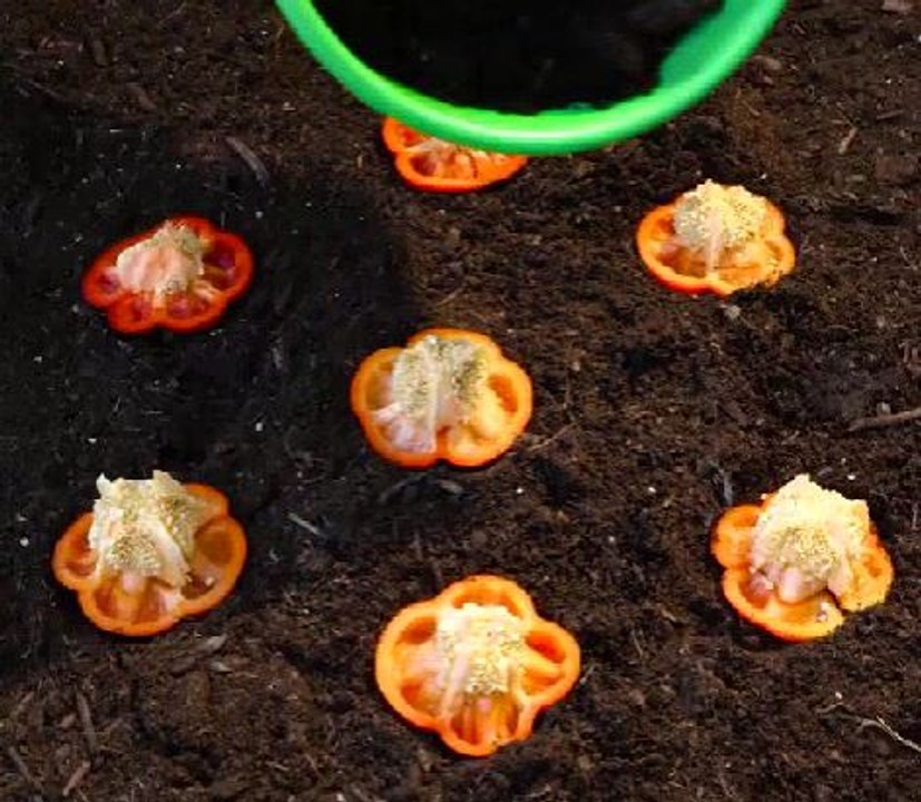 Try these gardening tips & get surprised by results!