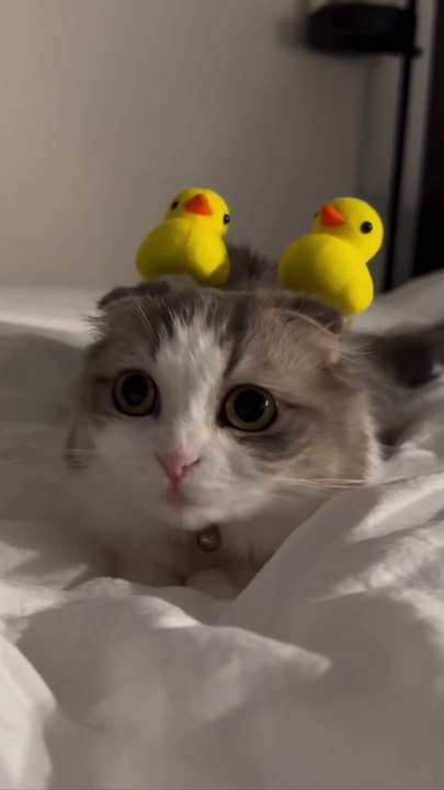 Cute cat