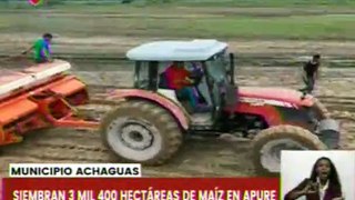 Apure | Más de 3 mil hectáreas de maíz son sembradas para el crecimiento productivo del país