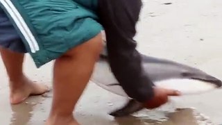 Caring Family Rescues Dolphin Hero of the Week