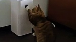 Cat Plays With Fan