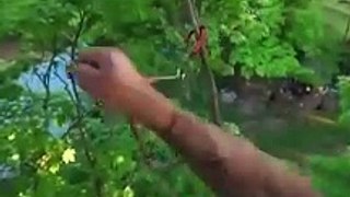 Cat Rescued After Being Trapped in Tree for Five Days