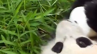 Cute Baby Panda Tumbles Down Hill