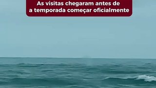 Baleias-francas vistas em Santa Catarina