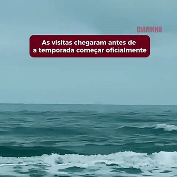 Baleias-francas vistas em Santa Catarina