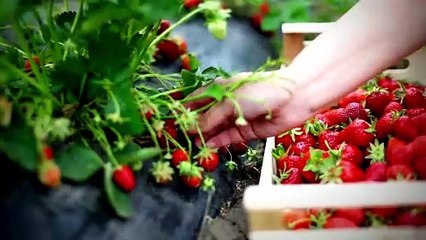 The Best 9 Fruits Loaded with Antioxidants for a Healthier Lifestyle