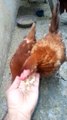 Hens Hand Feeding