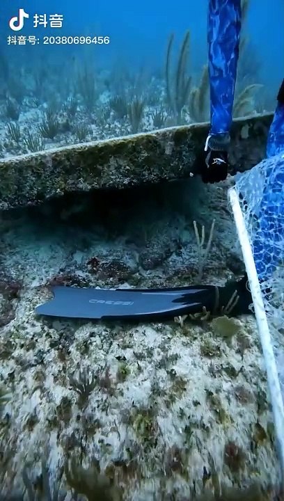 Diver Catch fish | fishing