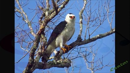 Descubre al Águila Viuda: La Elegante Ave de Caza con Fascinantes Características 🦅