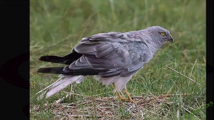 Descubre el Aguilucho Pálido: El Gavilán Rastrero de Eurasia 🦅