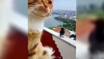 Funniest Animals  New Funny Cats and Dogs Videos  2024